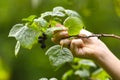 Teenager boy harvesting black currant with basket Royalty Free Stock Photo