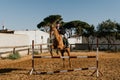 teenager on a brown horse jumps over obstacles at a riding school