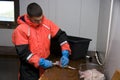 Teenager filleting fish Royalty Free Stock Photo