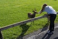 Teenager girl feeding brown deer in an open zoo farm. Warm sunny day. Exploring nature concept. Day out