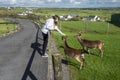 Teenager girl feeding two brown deer in an open zoo farm. Warm sunny day. Exploring nature concept. Day out