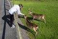 Teenager girl feeding two brown deer in an open zoo farm. Warm sunny day. Exploring nature concept. Day out