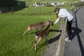 Teenager girl feeding two brown deer in an open zoo farm. Warm sunny day. Exploring nature concept. Day out