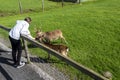 Teenager girl feeding two brown deer in an open zoo farm. Warm sunny day. Exploring nature concept. Day out