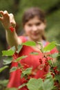 Teenager girl harvesting red current from bush Royalty Free Stock Photo