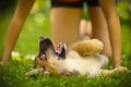 Teenager girl hug puppy shepherd dog close up photo