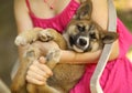 Teenager girl hug puppy shepherd dog close up photo Royalty Free Stock Photo