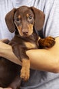 Teenager and his pet, dog puppy breed dachshund on hand of a boy