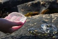 Teenager holing dead jellyfish, Dark rocks in the background. Learning nature concept