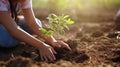 Teenager planting samplings with hands on the soil in the morning, ecosystem preservation, and reforestation concept