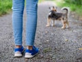 Teenager`s girls legs in focus her small yorkshire terrier dog out of focus. Concept animal care