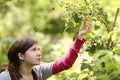 Teenager vegan girl pluck ripe raspberries from bush close up summer photo