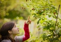 Teenager vegan girl pluck ripe raspberries from bush close up summer photo Royalty Free Stock Photo