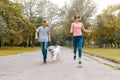 Teenagers running with white dog Husky on the road in the park Royalty Free Stock Photo