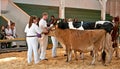 Teens Show Cows at FFA County Fair S Royalty Free Stock Photo