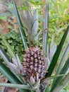 A teeny pineapple surrounded by saplings in the backyard