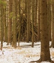 Teepee in Forest in Winter Royalty Free Stock Photo