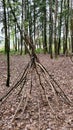 Teepee of Long Sticks in a Forest