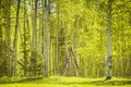 Teepee In Trees Light Fresh Green Forest Scene