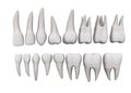 Teeth - 16 set Royalty Free Stock Photo