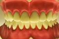 Teeth Royalty Free Stock Photo