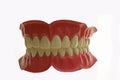 Teeth Royalty Free Stock Photo