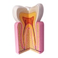 Teeth anatomy Royalty Free Stock Photo