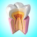Teeth anatomy Royalty Free Stock Photo