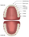 Teeth anatomy medical vector illustration isolated on white background with english description Royalty Free Stock Photo