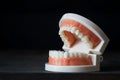 Teeth anatomy model for dental care concept