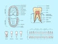 Teeth anatomy scheme. Tooth structure infographic, orthodontic human teeth loss diagram and mouth chart scientific Royalty Free Stock Photo