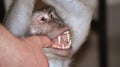 The teeth in the baboon mouth