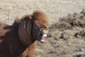 Teeth Bared on an Icelandic Horse Royalty Free Stock Photo