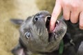 Teeth of a canine corso puppy bite a finger close-up Royalty Free Stock Photo