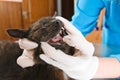 Teeth of cat Royalty Free Stock Photo