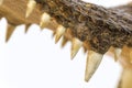 Teeth of crocodile Royalty Free Stock Photo