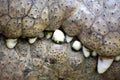 The teeth of crocodile like dinosaur Royalty Free Stock Photo