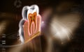 Teeth cross section