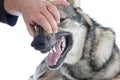 Teeth of Czechoslovakian Wolfdog Royalty Free Stock Photo