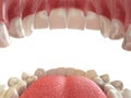 Teeth or dentures. Open human mouth upper and lower jaw. Royalty Free Stock Photo