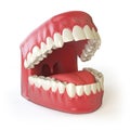 Teeth or dentures on white. Open human upper and lower Royalty Free Stock Photo