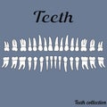 The teeth of the human dentition, healthy teeth