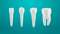 Teeth isolated on green background. Arranged in a row. Incisor, canine premolar and molar.