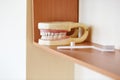 Teeth layout for the dentist with a toothbrush. still life on the subject of dentistry and stomatology, odontology, medicine