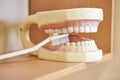 Teeth layout for the dentist with a toothbrush. still life on the subject of dentistry and stomatology, odontology Royalty Free Stock Photo