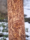 Teeth marks on tree trunks gnawed by beaver on the bank of a river Royalty Free Stock Photo