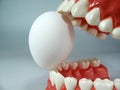 Teeth model Royalty Free Stock Photo