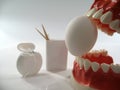 Teeth model Royalty Free Stock Photo