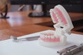 Teeth model on dentist`s table in office, dental and medical concept Royalty Free Stock Photo