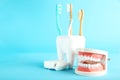 Teeth model with toothbrushes Royalty Free Stock Photo